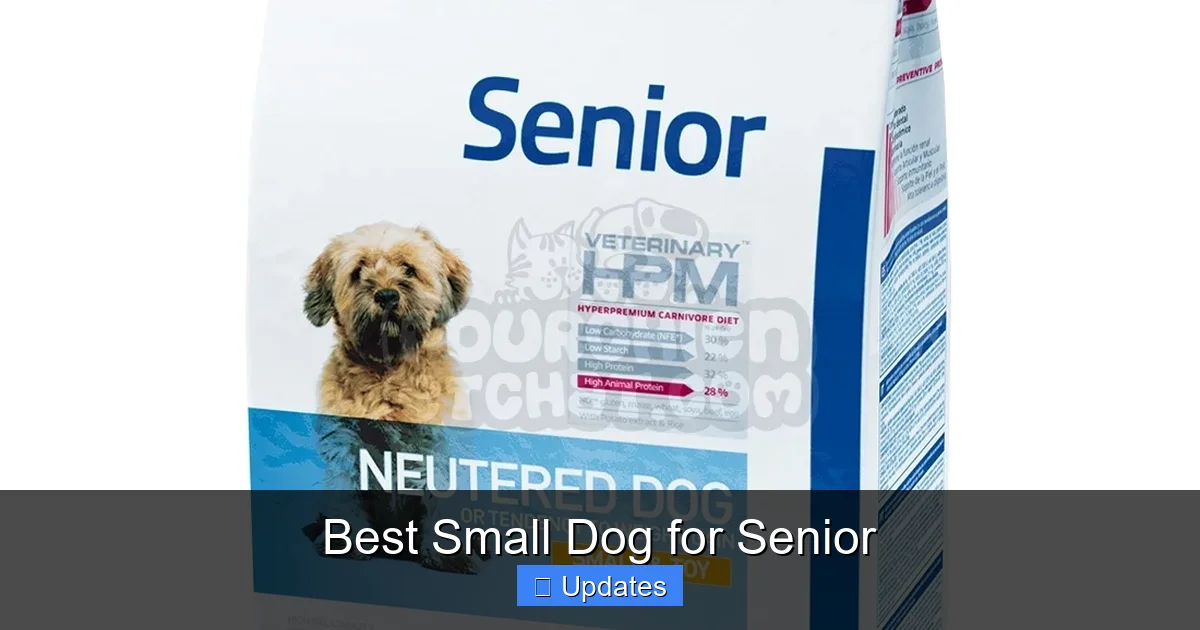 Best Small Dog for Senior