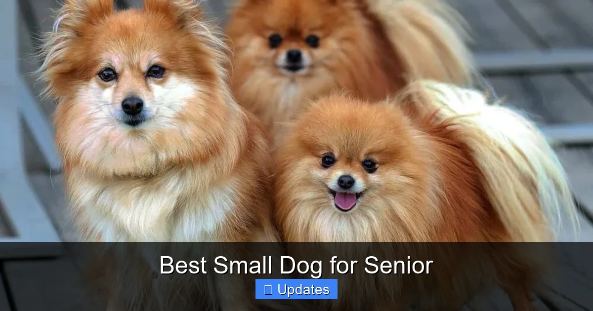 Best Small Dog for Senior