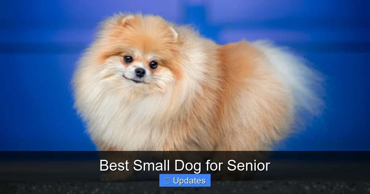 Best Small Dog for Senior