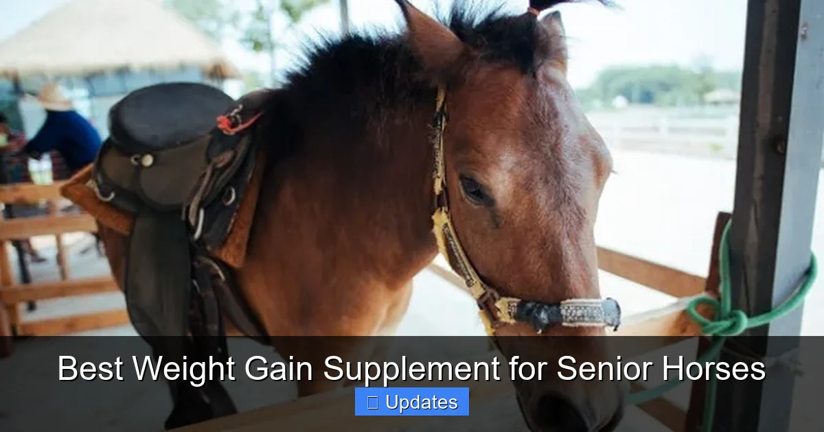 Best Weight Gain Supplement for Senior Horses