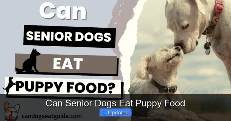 Can Senior Dogs Eat Puppy Food