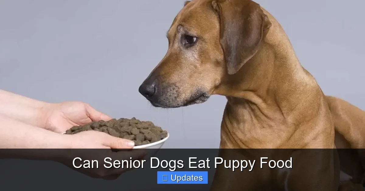 Can Senior Dogs Eat Puppy Food