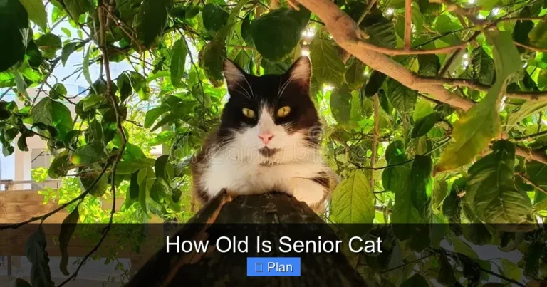 How Old Is Senior Cat