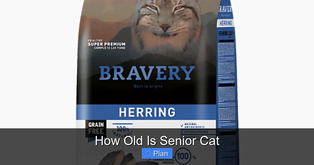 How Old Is Senior Cat