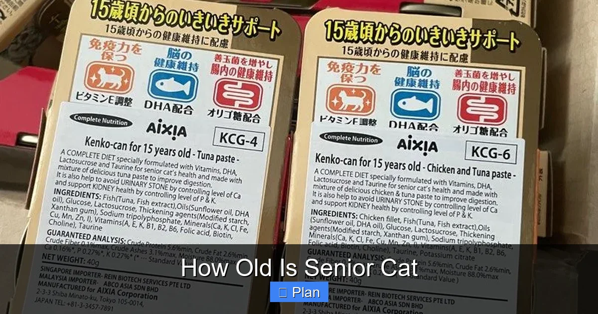 How Old Is Senior Cat