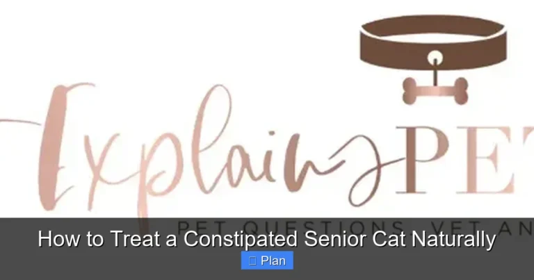 How to Treat a Constipated Senior Cat Naturally