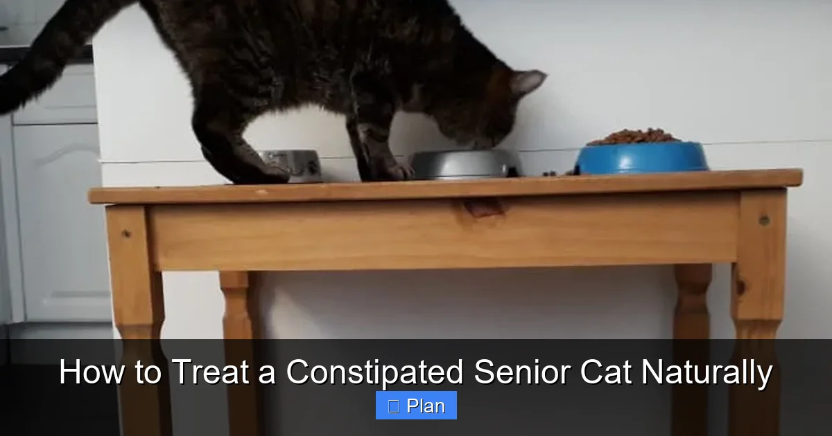 How to Treat a Constipated Senior Cat Naturally