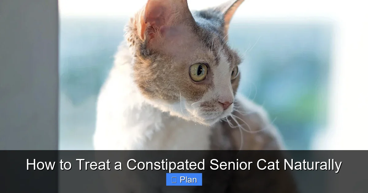How to Treat a Constipated Senior Cat Naturally