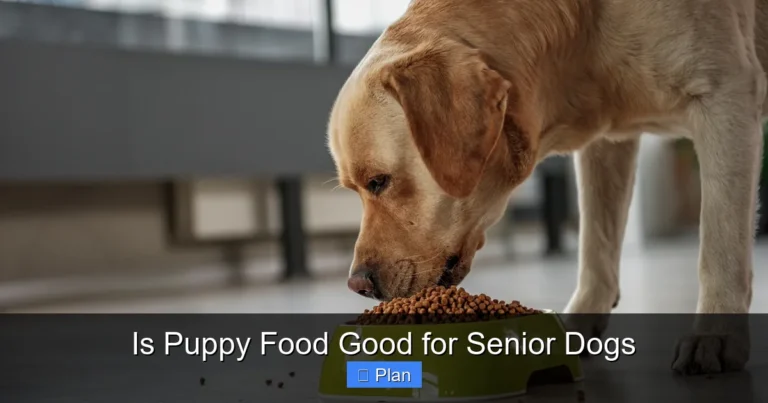 Is Puppy Food Good for Senior Dogs