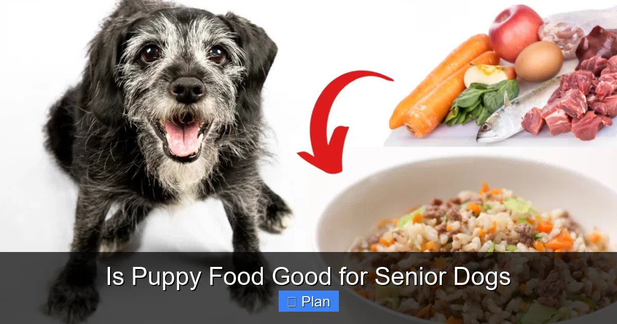 Is Puppy Food Good for Senior Dogs