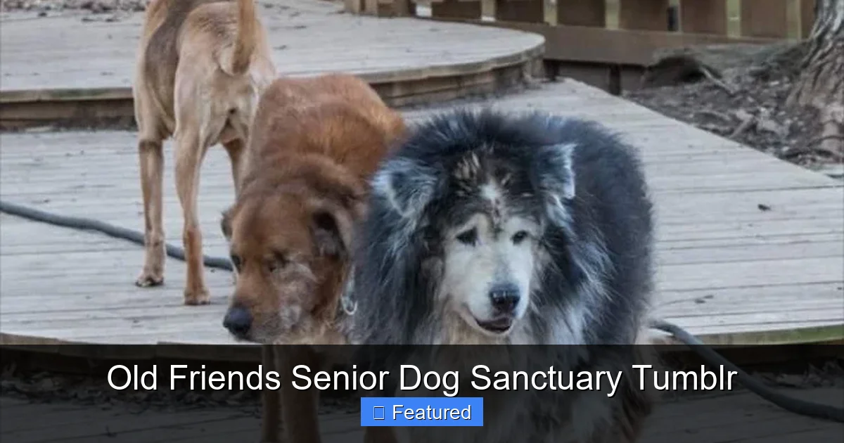 Old Friends Senior Dog Sanctuary Tumblr