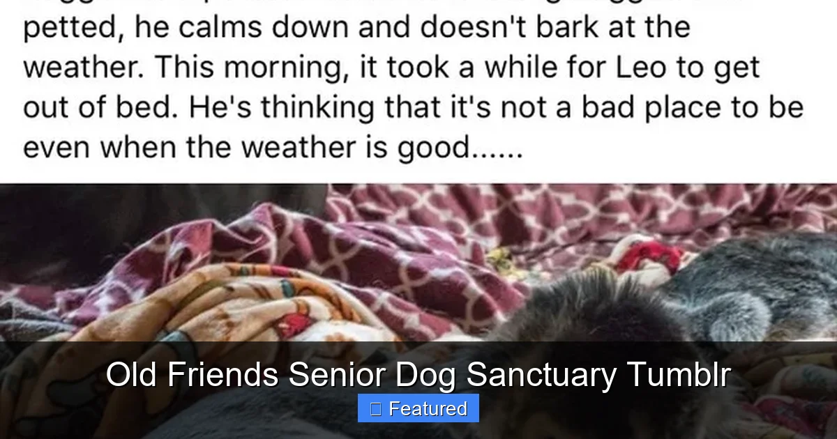 Old Friends Senior Dog Sanctuary Tumblr