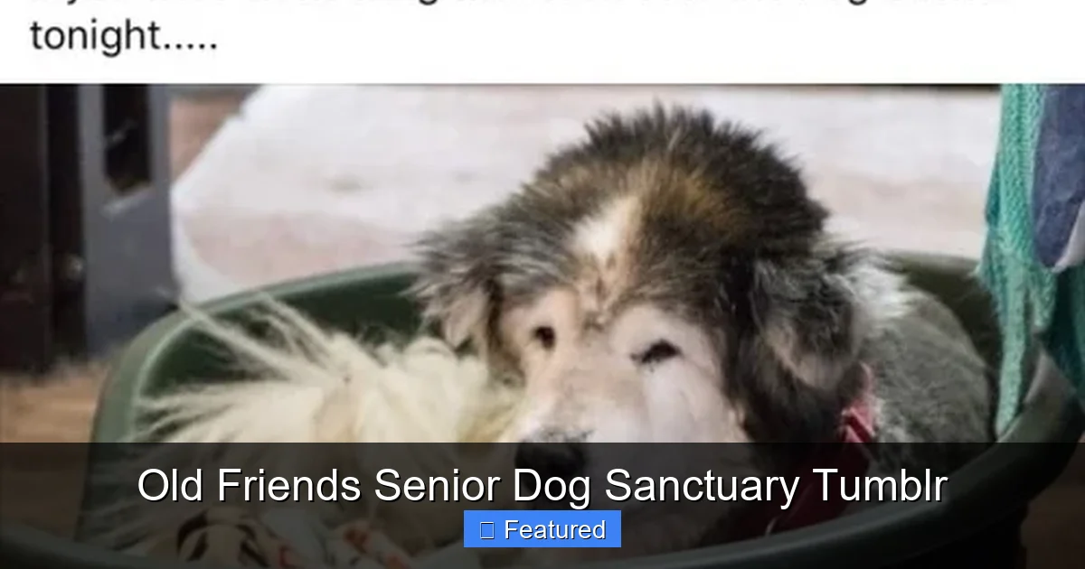 Old Friends Senior Dog Sanctuary Tumblr