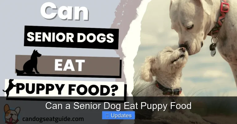 Can a Senior Dog Eat Puppy Food