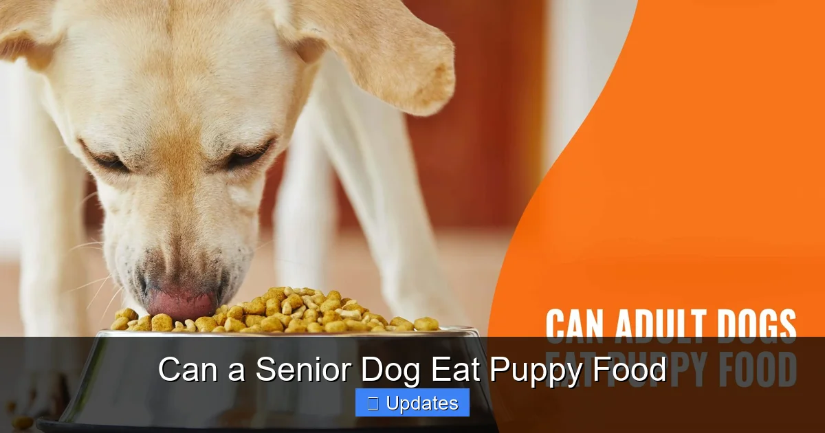 Can a Senior Dog Eat Puppy Food