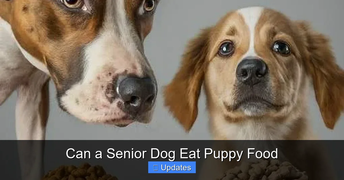Can a Senior Dog Eat Puppy Food