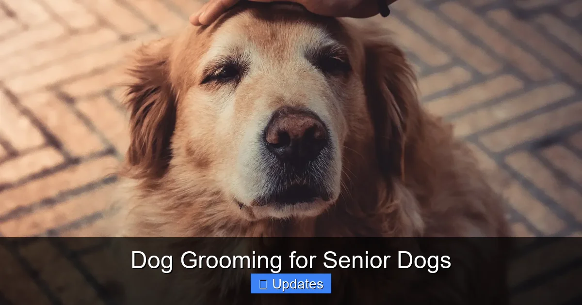 Dog Grooming for Senior Dogs