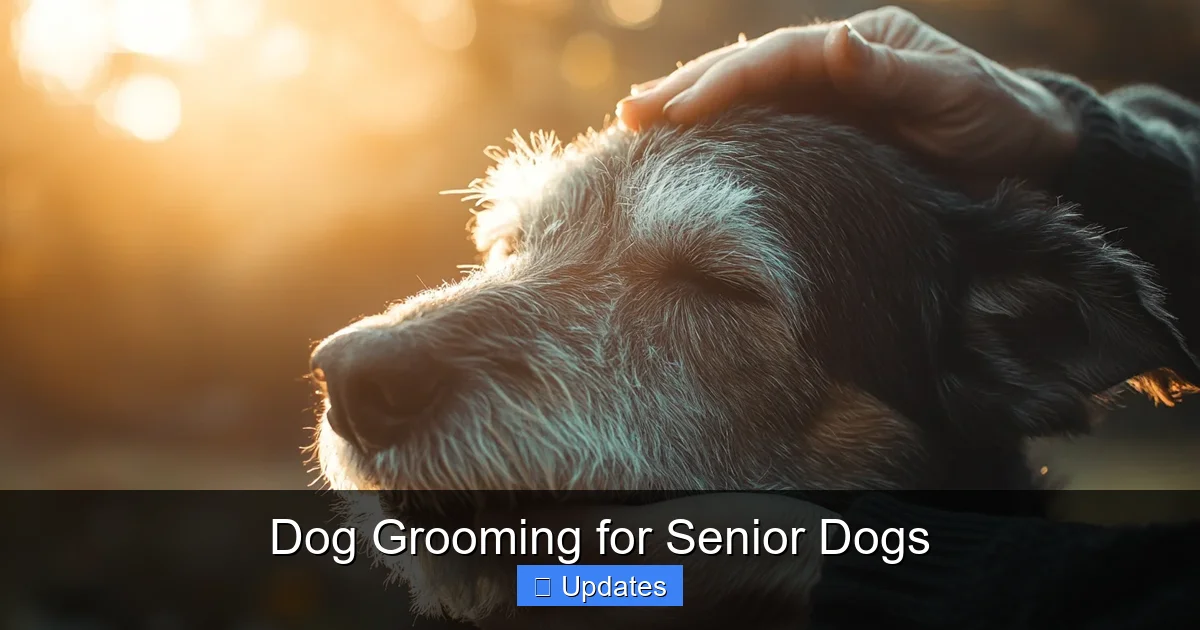 Dog Grooming for Senior Dogs