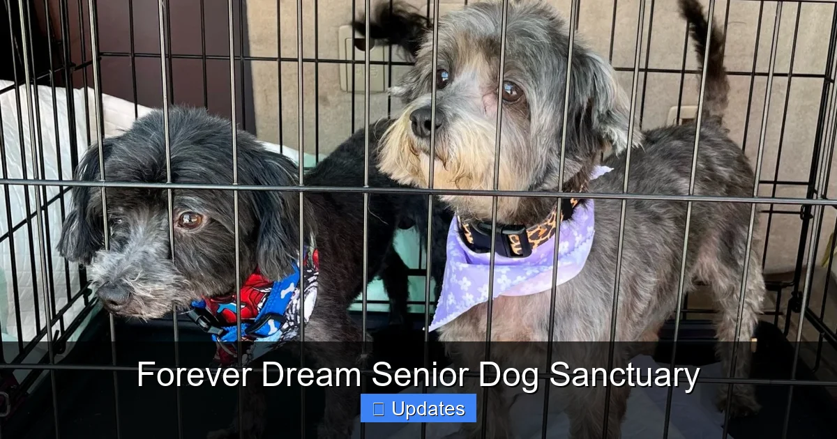 Forever Dream Senior Dog Sanctuary