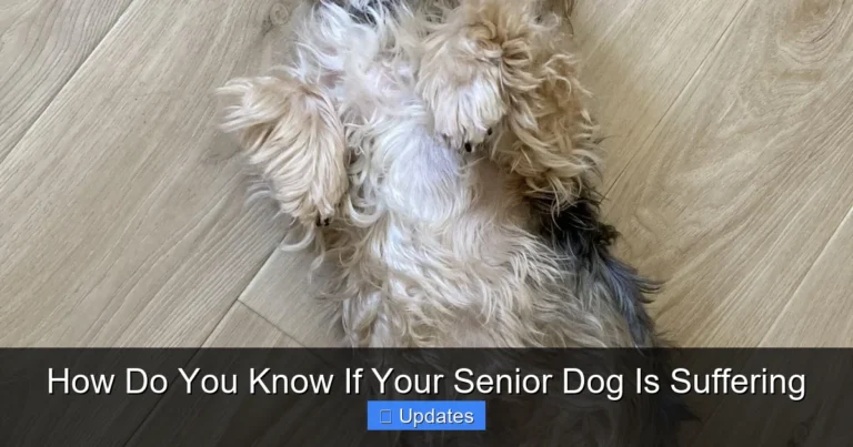 How Do You Know If Your Senior Dog Is Suffering