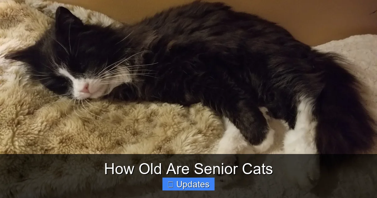 How Old Are Senior Cats