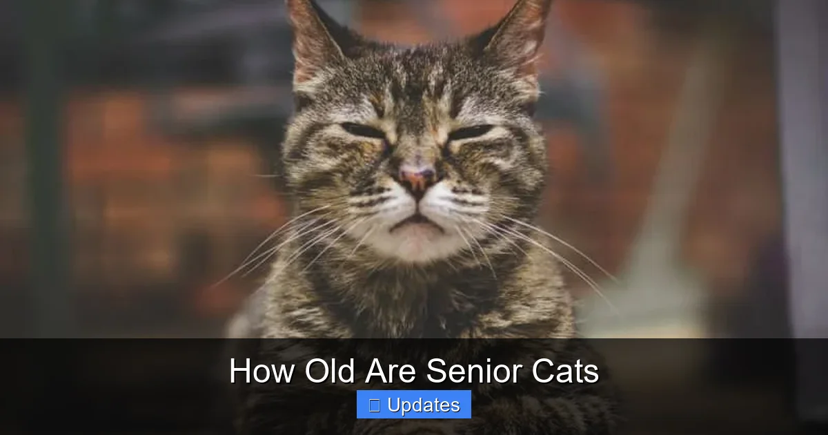 How Old Are Senior Cats