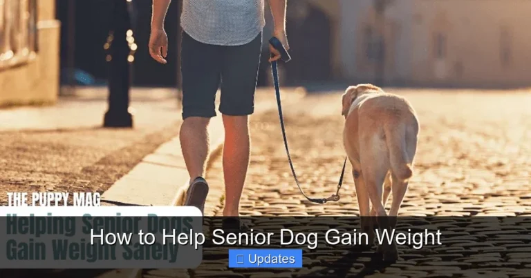 How to Help Senior Dog Gain Weight