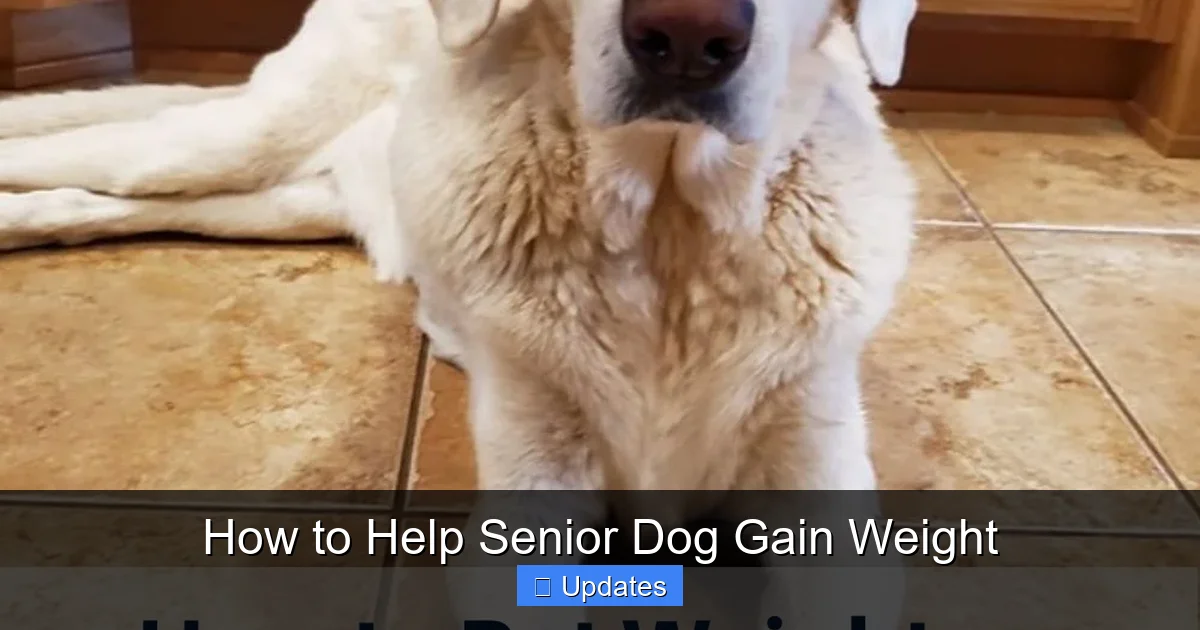 How to Help Senior Dog Gain Weight