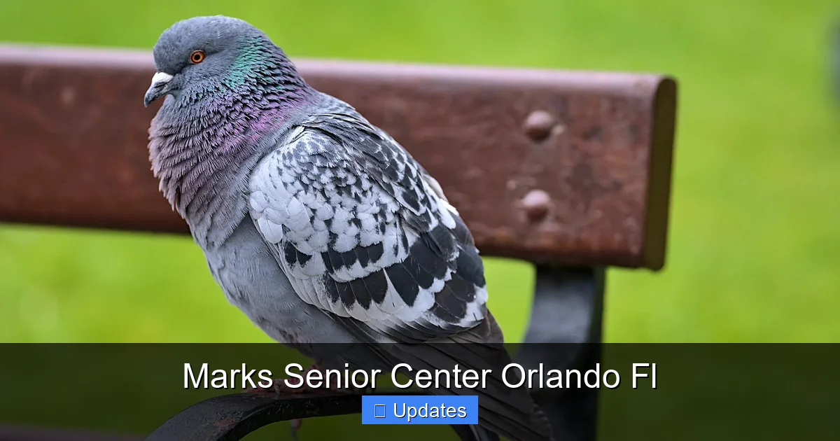 Marks Senior Center Orlando Fl