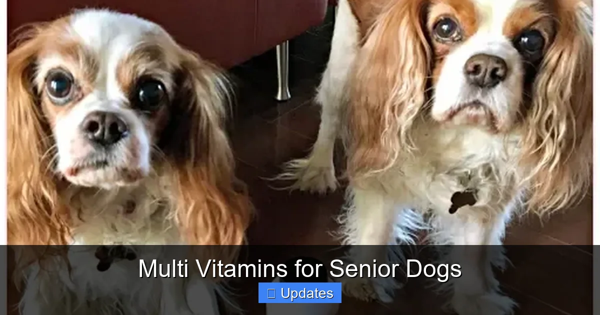Multi Vitamins for Senior Dogs
