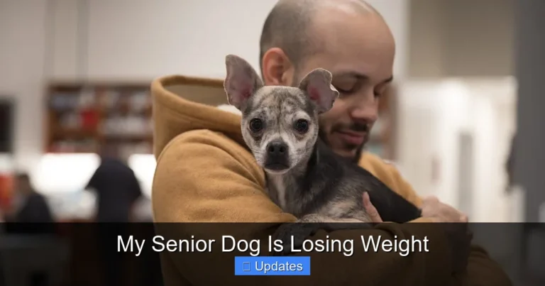 My Senior Dog Is Losing Weight