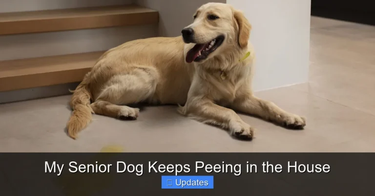 My Senior Dog Keeps Peeing in the House