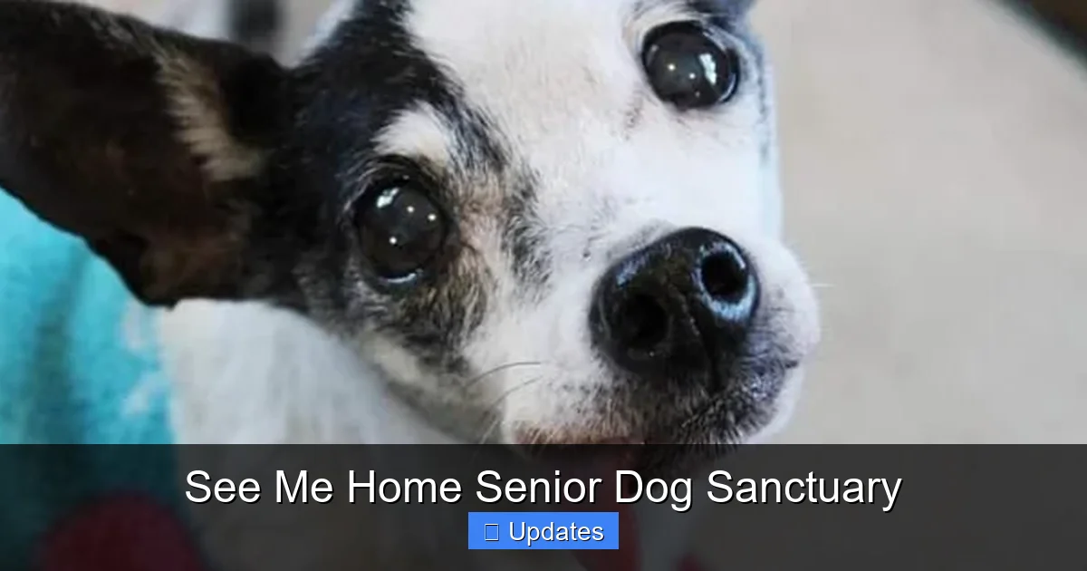 See Me Home Senior Dog Sanctuary