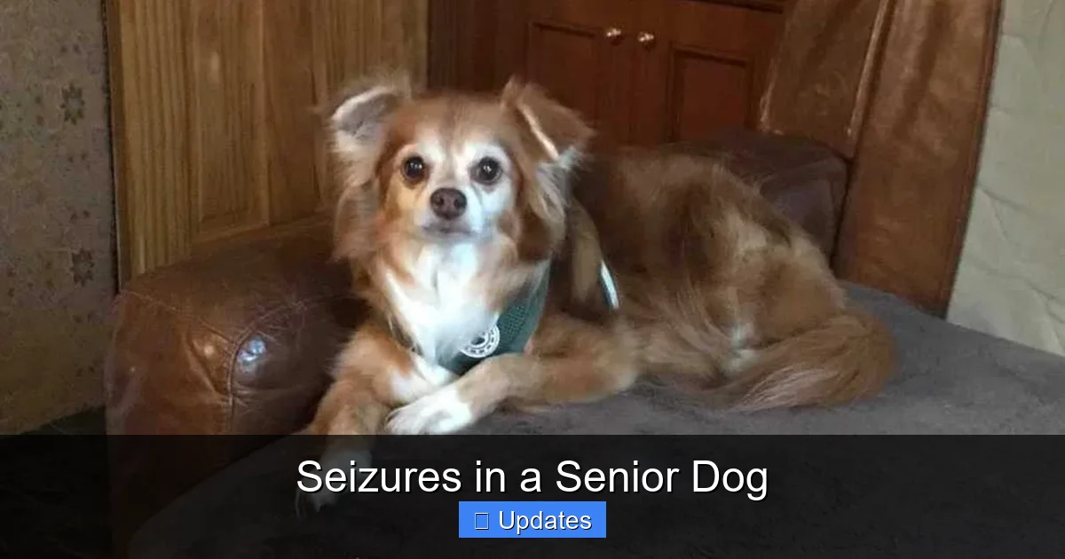 Seizures in a Senior Dog
