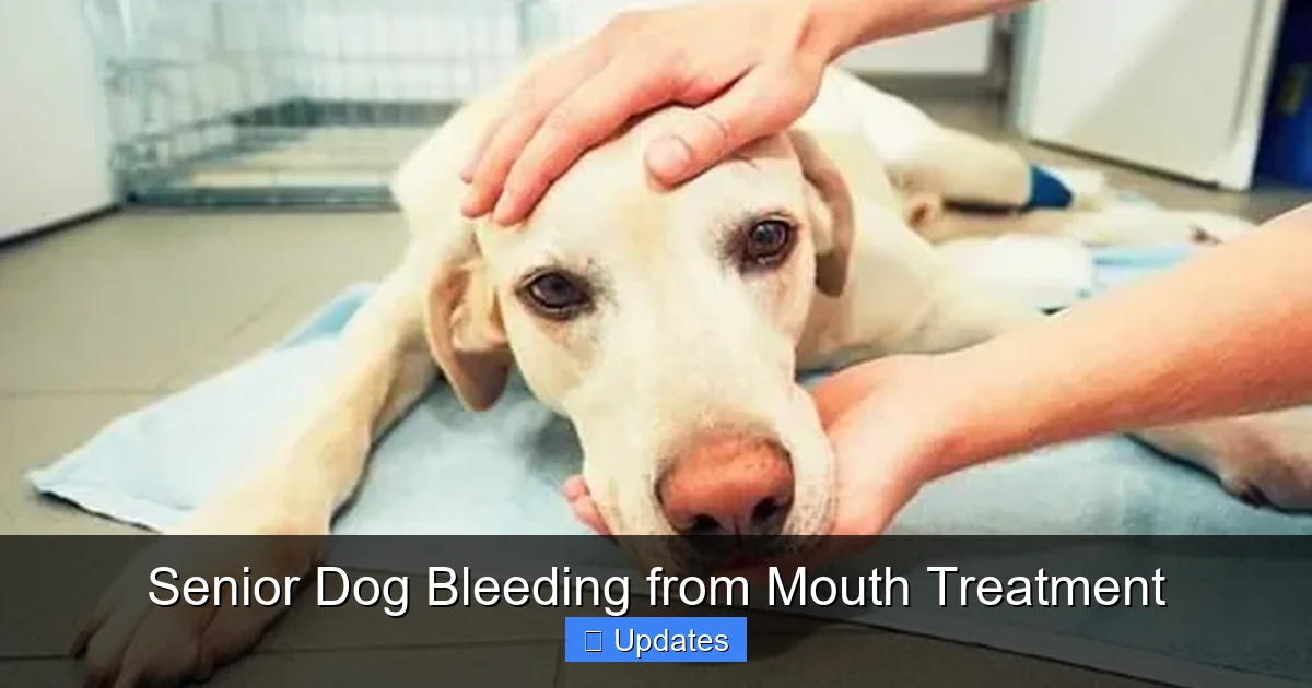 Senior Dog Bleeding from Mouth Treatment