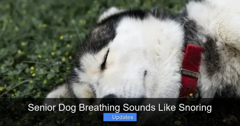 Senior Dog Breathing Sounds Like Snoring