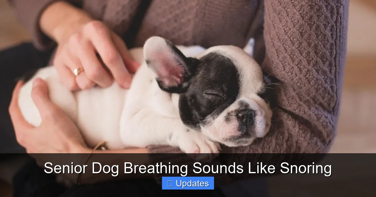 Senior Dog Breathing Sounds Like Snoring - SeniorsProTalk