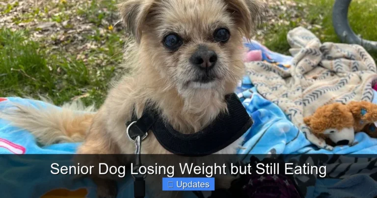 Senior Dog Losing Weight but Still Eating
