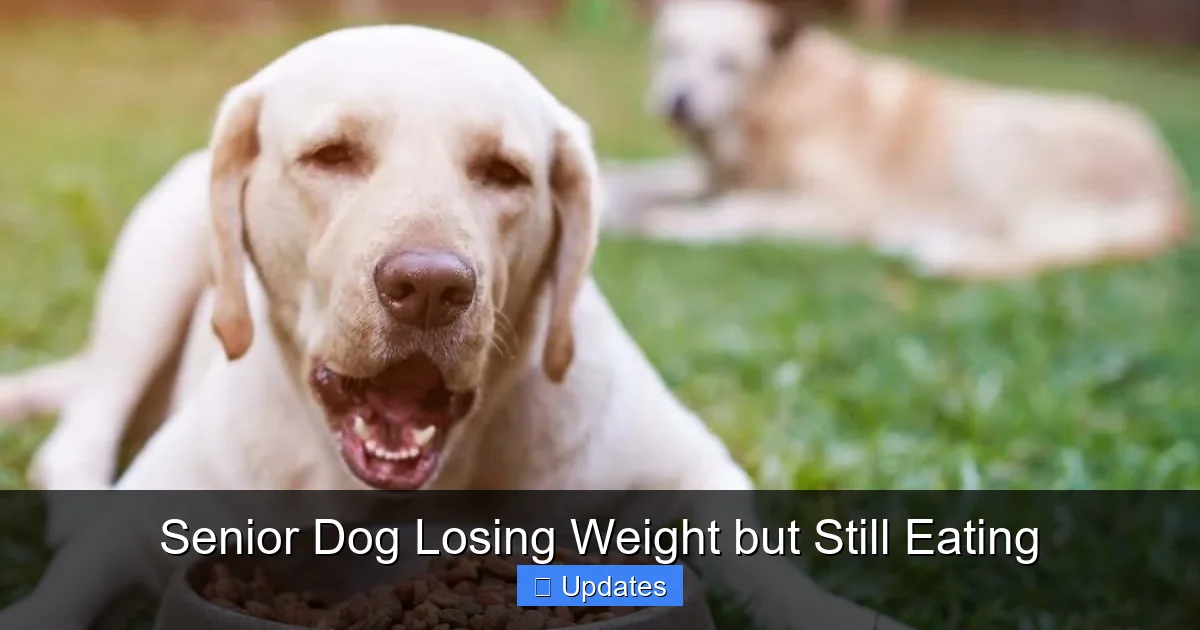 Senior Dog Losing Weight but Still Eating