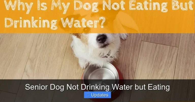 Senior Dog Not Drinking Water but Eating