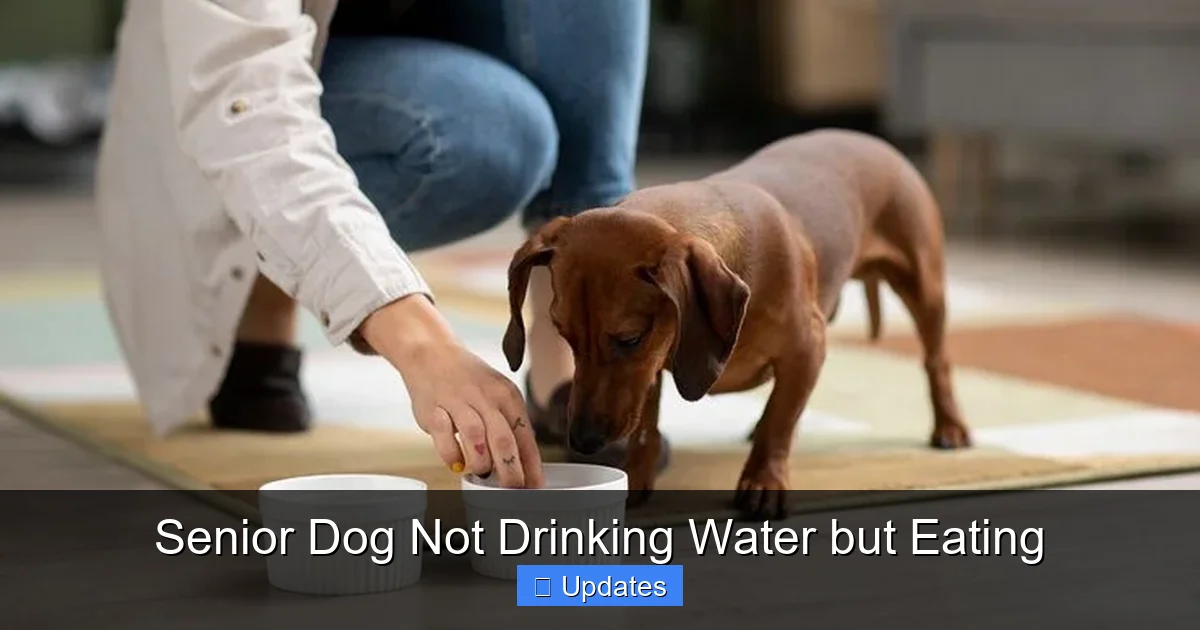 Senior Dog Not Drinking Water but Eating