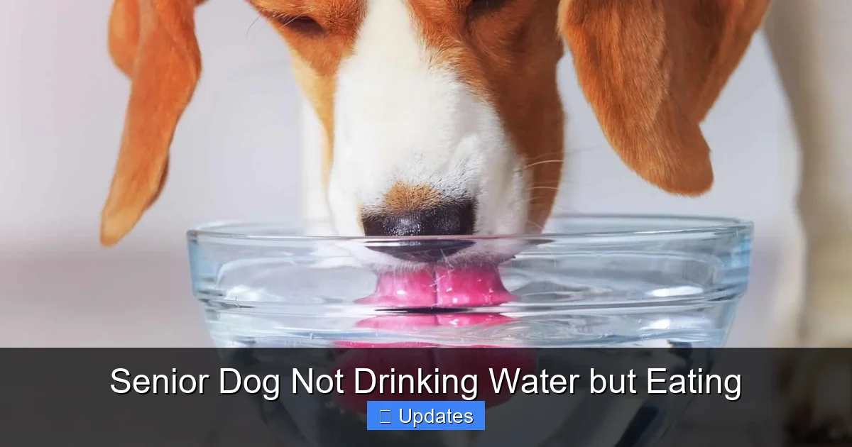 Senior Dog Not Drinking Water but Eating