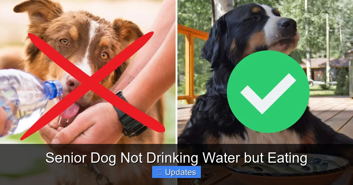 Senior Dog Not Drinking Water but Eating