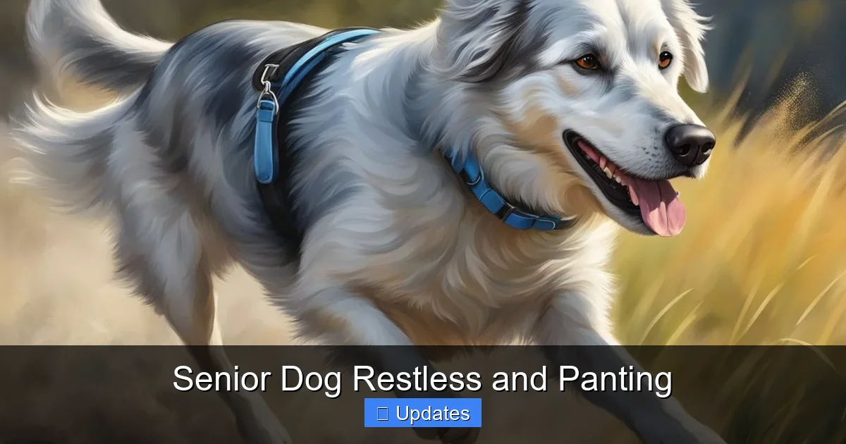 Senior Dog Restless and Panting