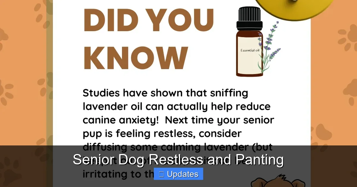 Senior Dog Restless and Panting