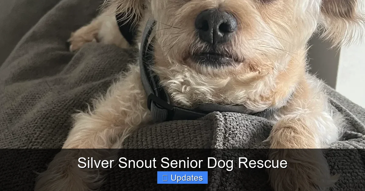 Silver Snout Senior Dog Rescue
