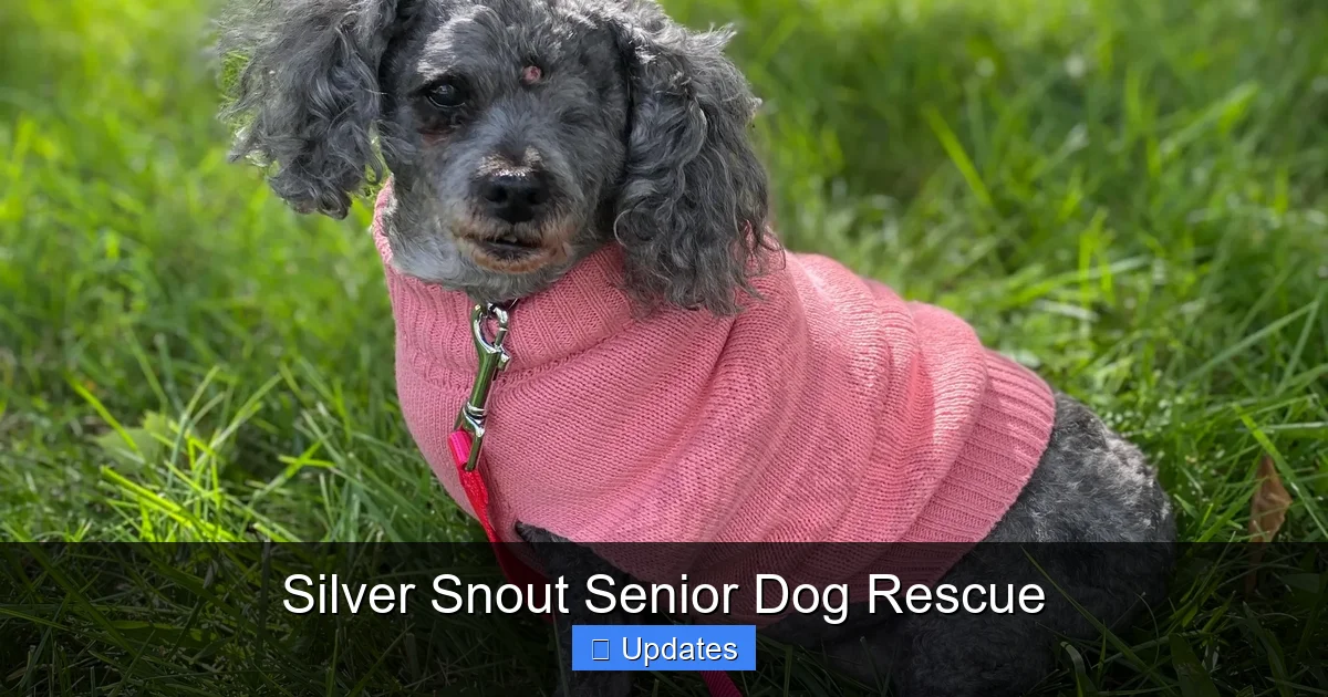 Silver Snout Senior Dog Rescue