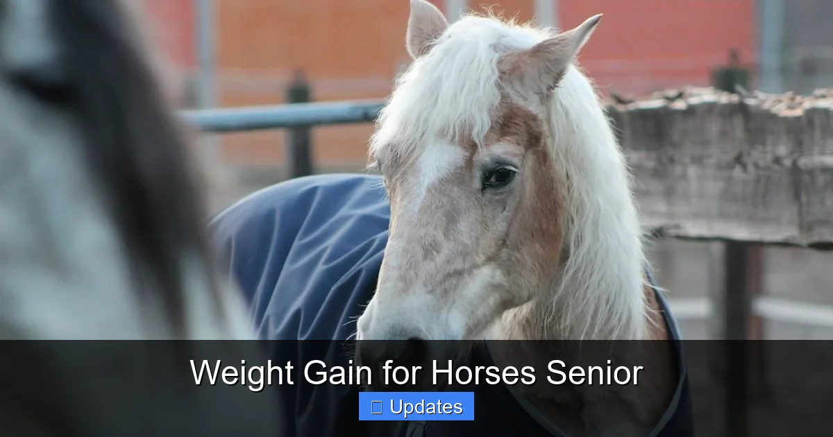 Weight Gain for Horses Senior