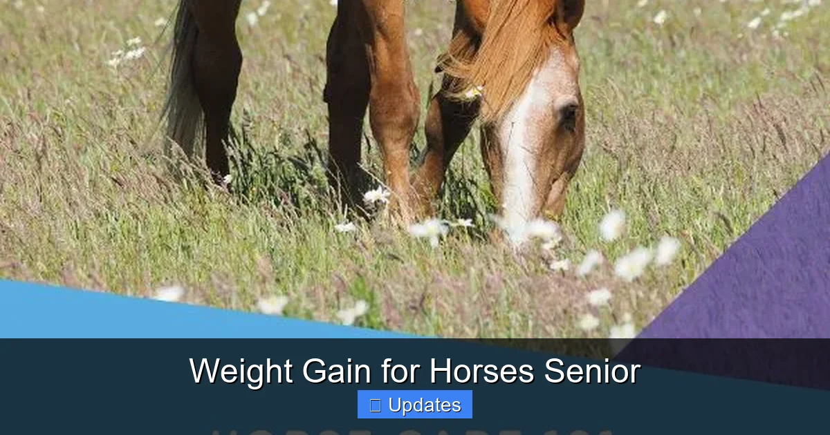 Weight Gain for Horses Senior