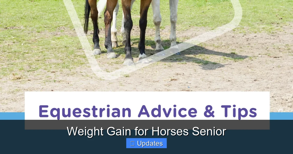 Weight Gain for Horses Senior
